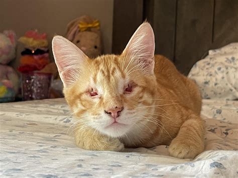 cat born without eyes.